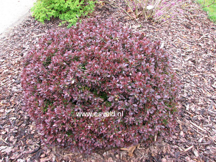 Berberis thunbergii 'Bagatelle'