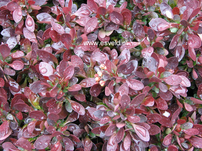 Berberis thunbergii 'Bagatelle'