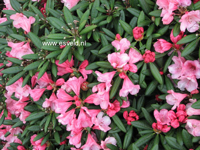 Rhododendron 'Cup Cake'