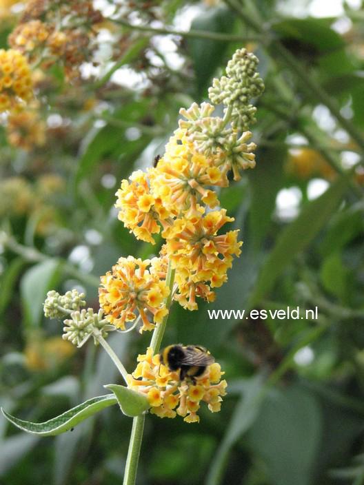 Buddleja weyeriana 'Honeycomb'