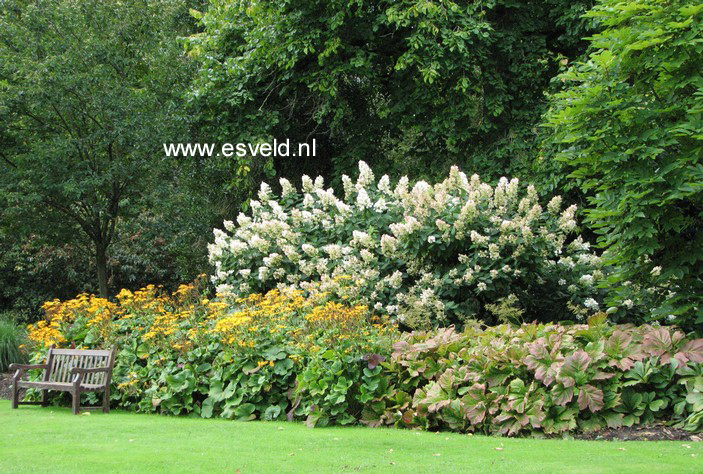 Hydrangea paniculata 'Tardiva'