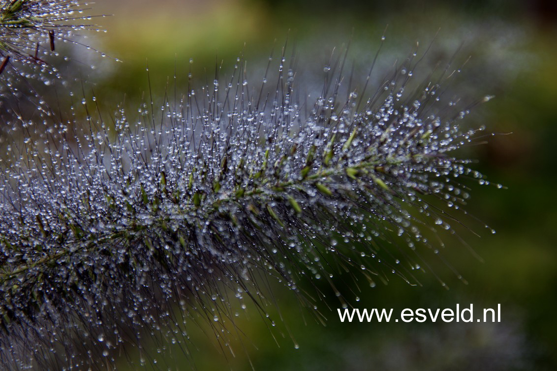 Pennisetum alopecuroides var. viridescens