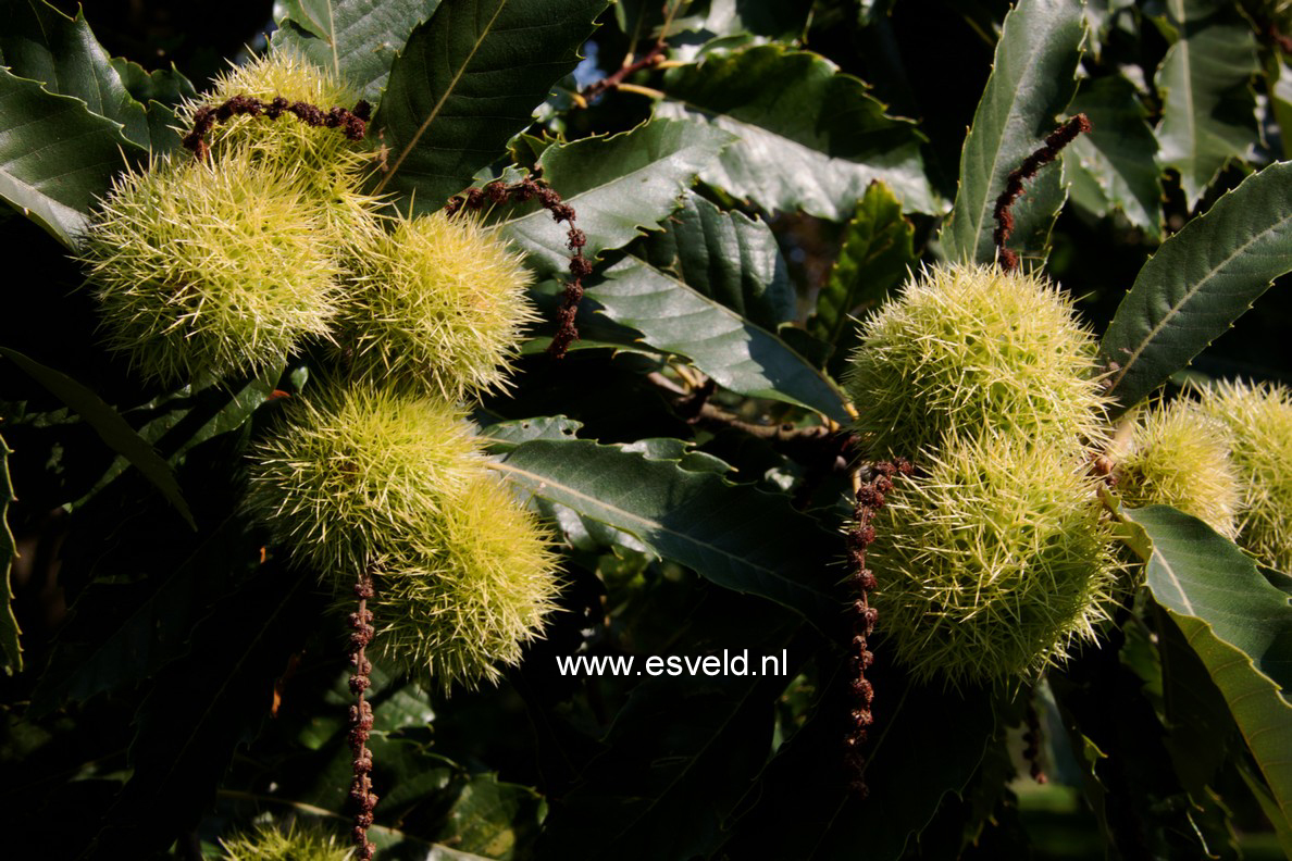 Castanea sativa