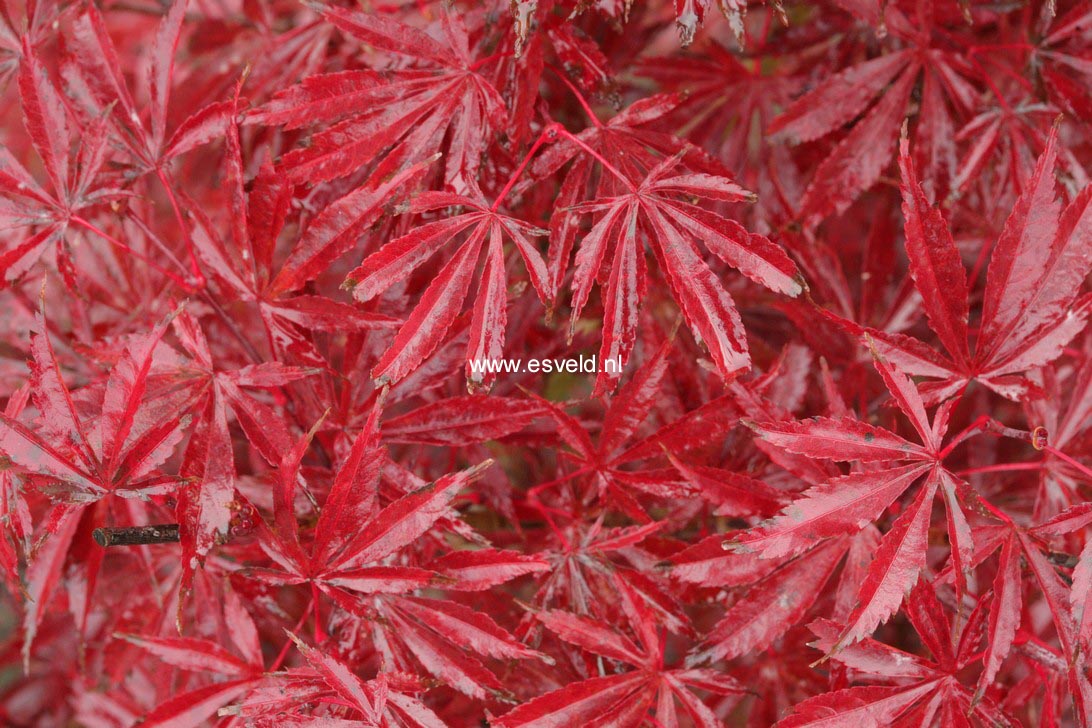 Acer palmatum 'Donzuru boh'