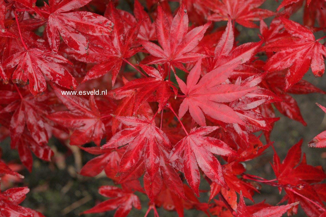 Acer palmatum 'Muro gawa'