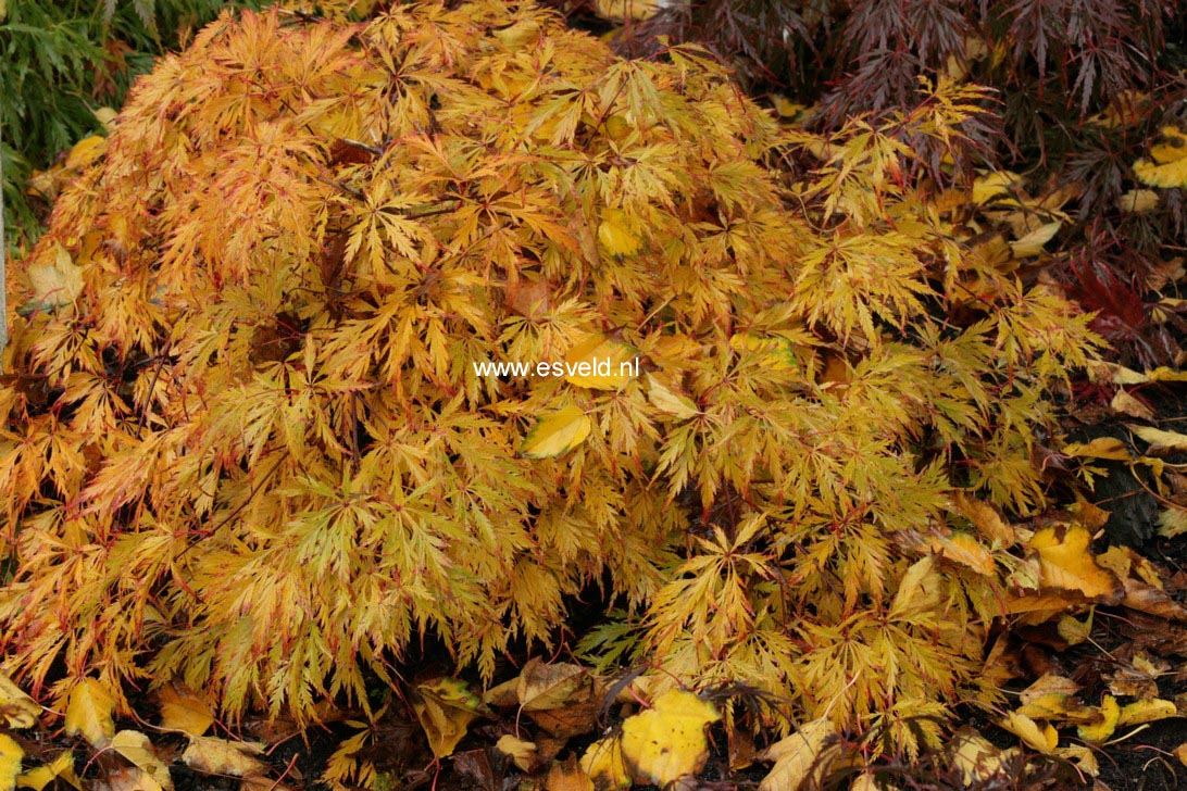 Acer palmatum 'R-Lane'