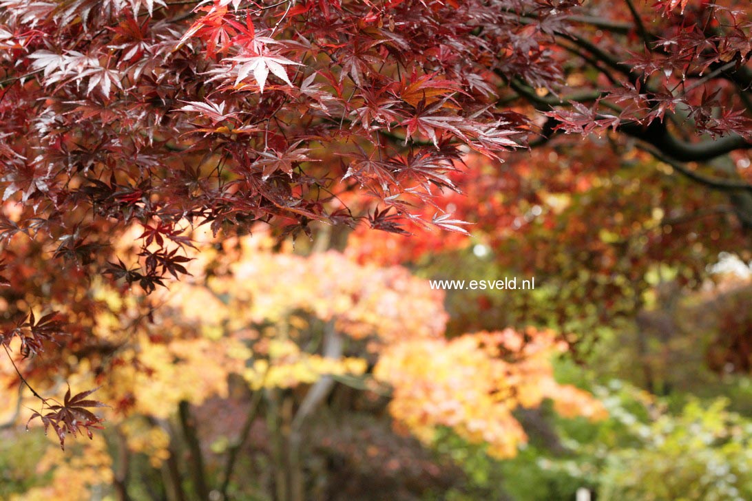 Acer palmatum 'Beni kagami'