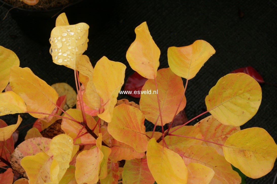 Cotinus coggygria 'Ancot' (GOLDEN SPIRIT)