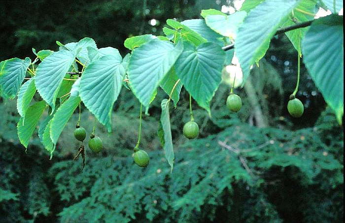 Davidia involucrata