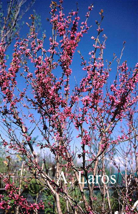 Cercis siliquastrum