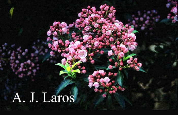 Kalmia latifolia