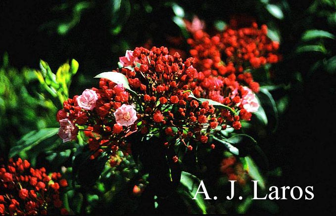 Kalmia latifolia