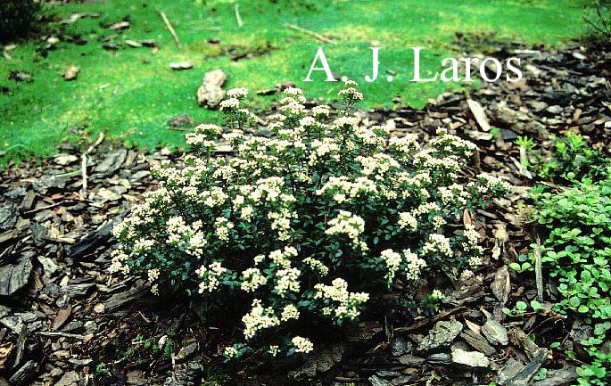 Leiophyllum buxifolium