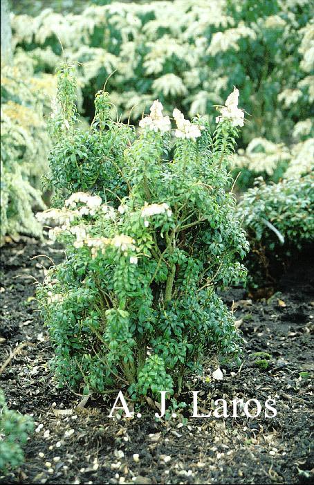 Pieris japonica 'Brookside Miniature'