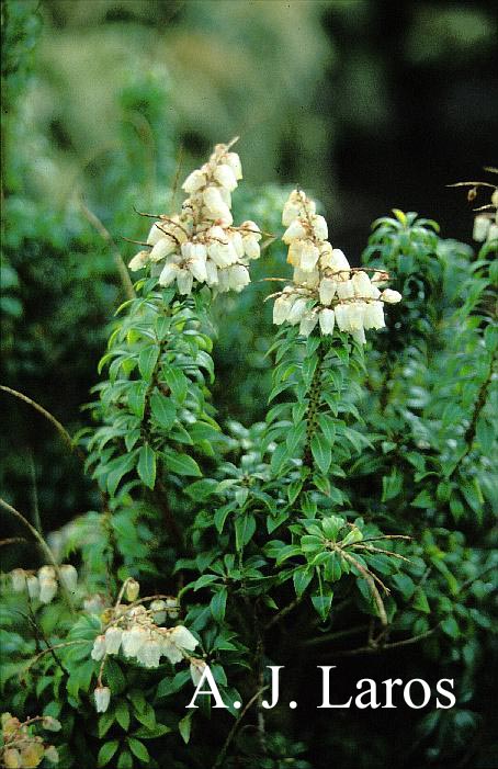 Pieris japonica 'Brookside Miniature'