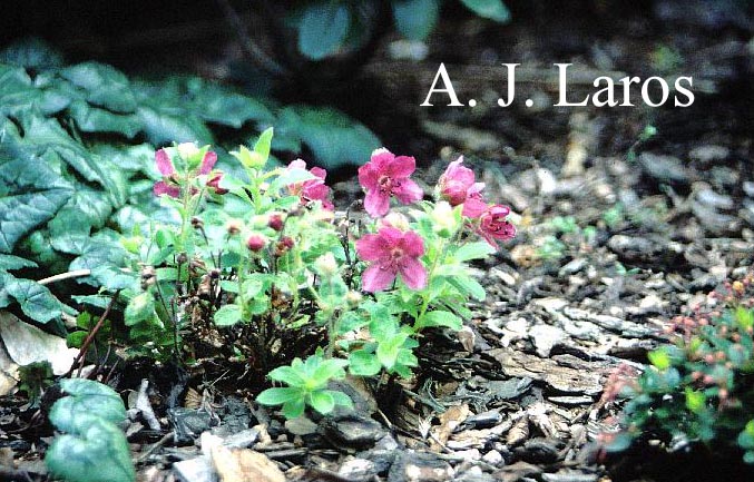 Rhododendron camtschaticum