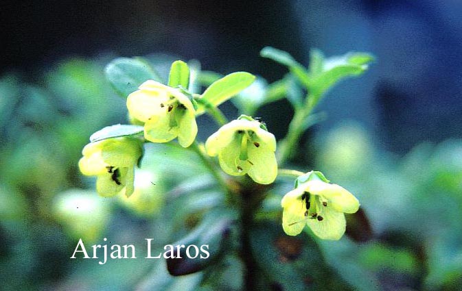 Rhododendron brachyanthum hypolepidotum