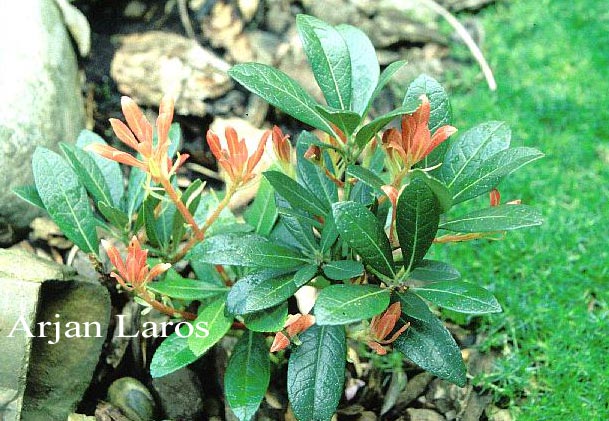 Pieris japonica 'Red Volcano' (63583)