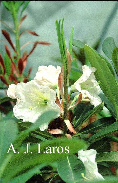 Rhododendron decorum