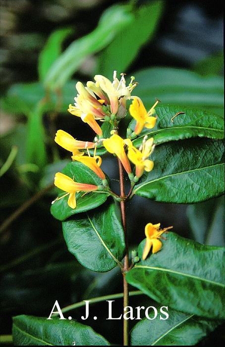 Lonicera henryi 'Copper Beauty'