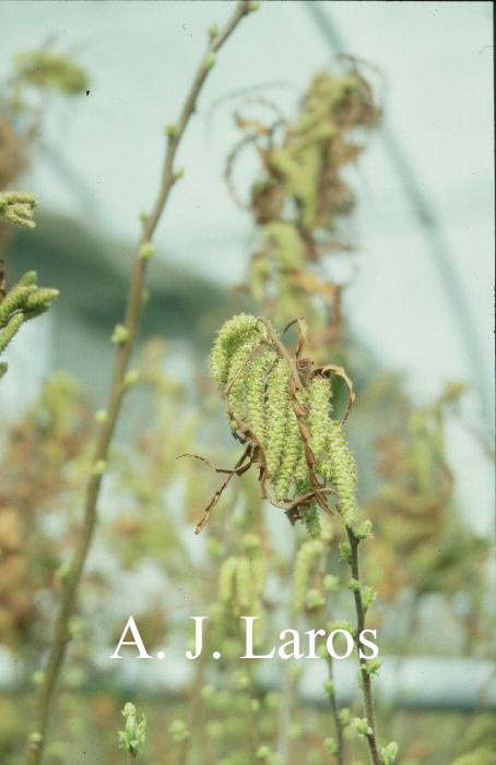 Comptonia peregrina