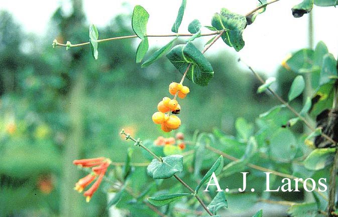 Lonicera sempervirens