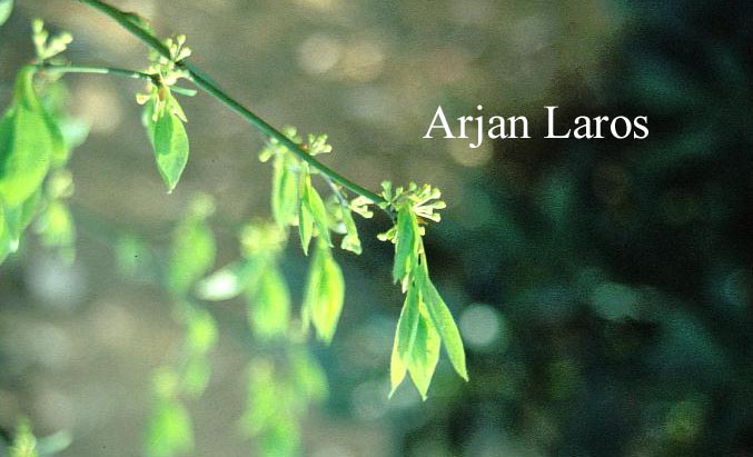 Lindera reflexa