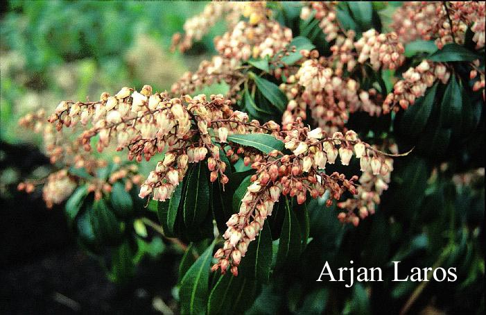 Pieris japonica 'Valley Rose'