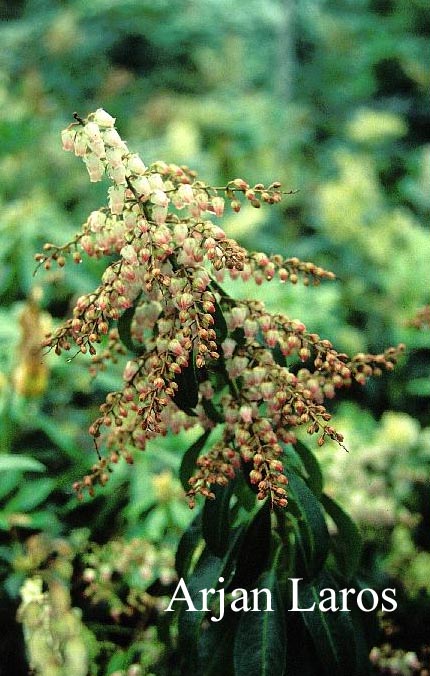 Pieris japonica 'Pink Delight'