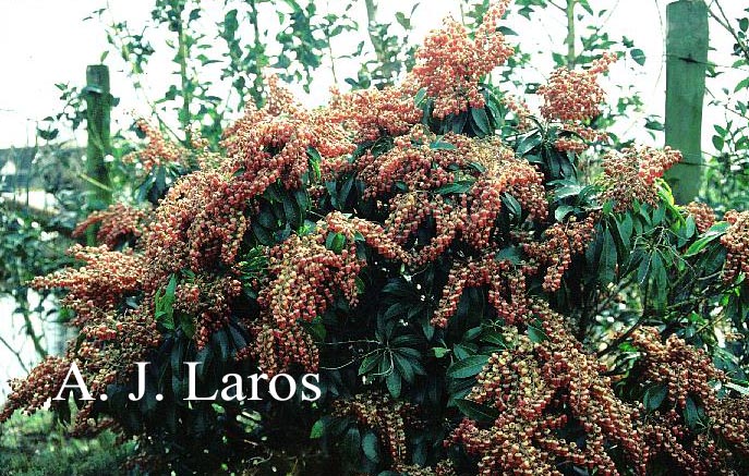 Pieris japonica 'Valley Valentine'