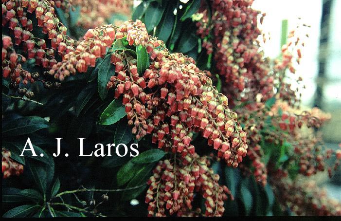 Pieris japonica 'Valley Valentine'