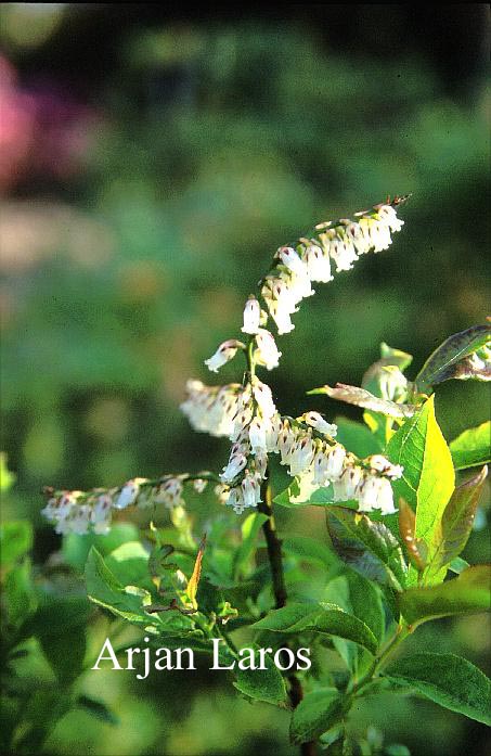 Leucothoe racemosa