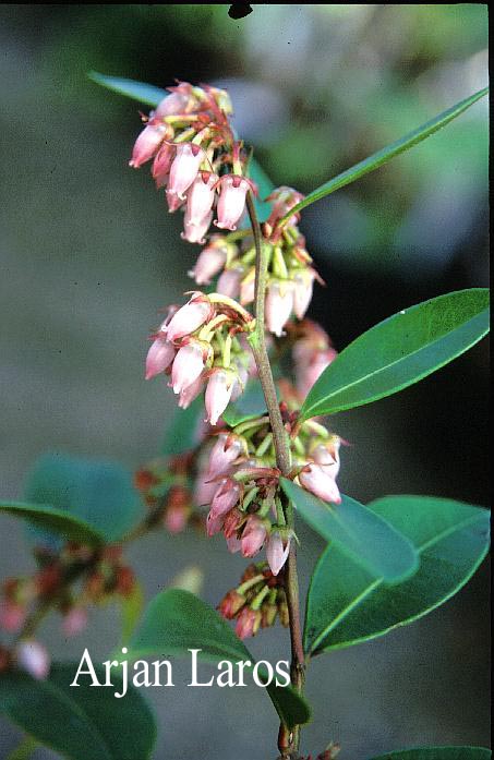 Lyonia lucida