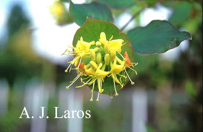 Lonicera hirsuta