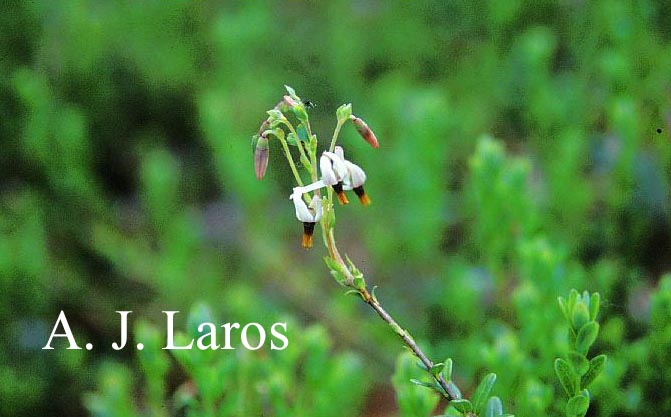 Vaccinium macrocarpon