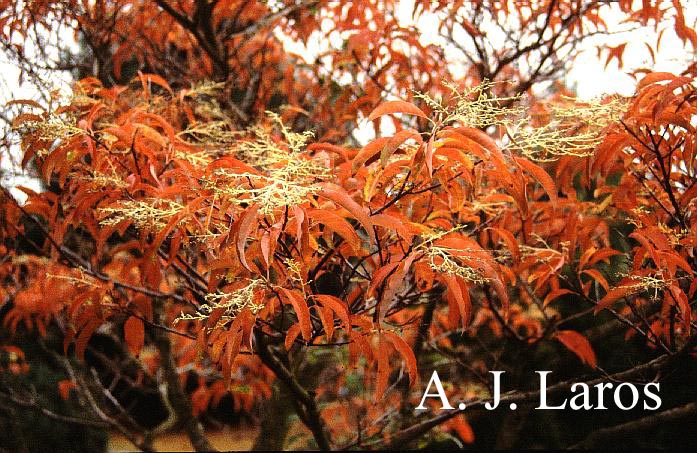 Oxydendrum arboreum