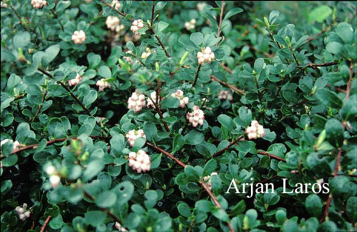 Arctostaphylos uva-ursi 'Snow Cap'