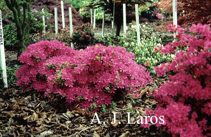 Azalea 'Hatsugiri'