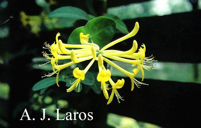 Lonicera tragophylla