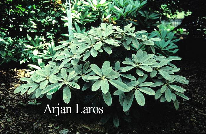 Rhododendron 'Silbervelours'