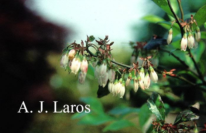 Vaccinium virgatum