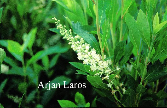 Clethra fargesii