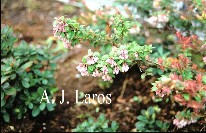 Vaccinium floribundum