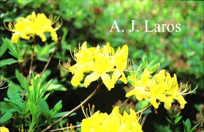 Rhododendron luteum