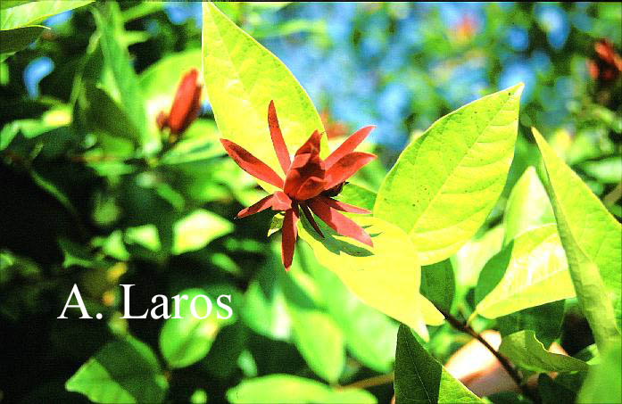 Calycanthus floridus