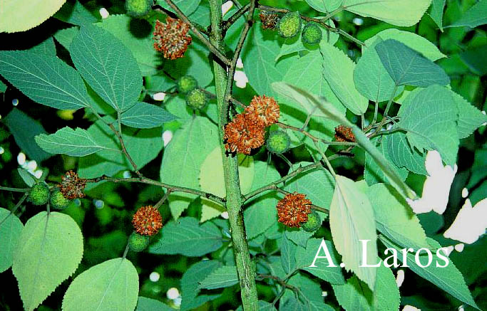 Broussonetia papyrifera