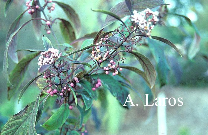 Callicarpa dichotoma