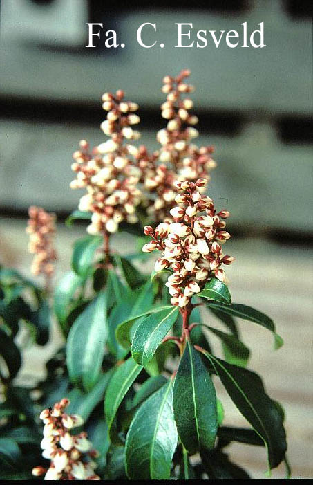 Pieris japonica 'Bonfire'