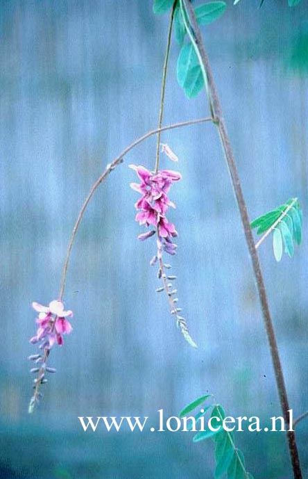 Indigofera pendula