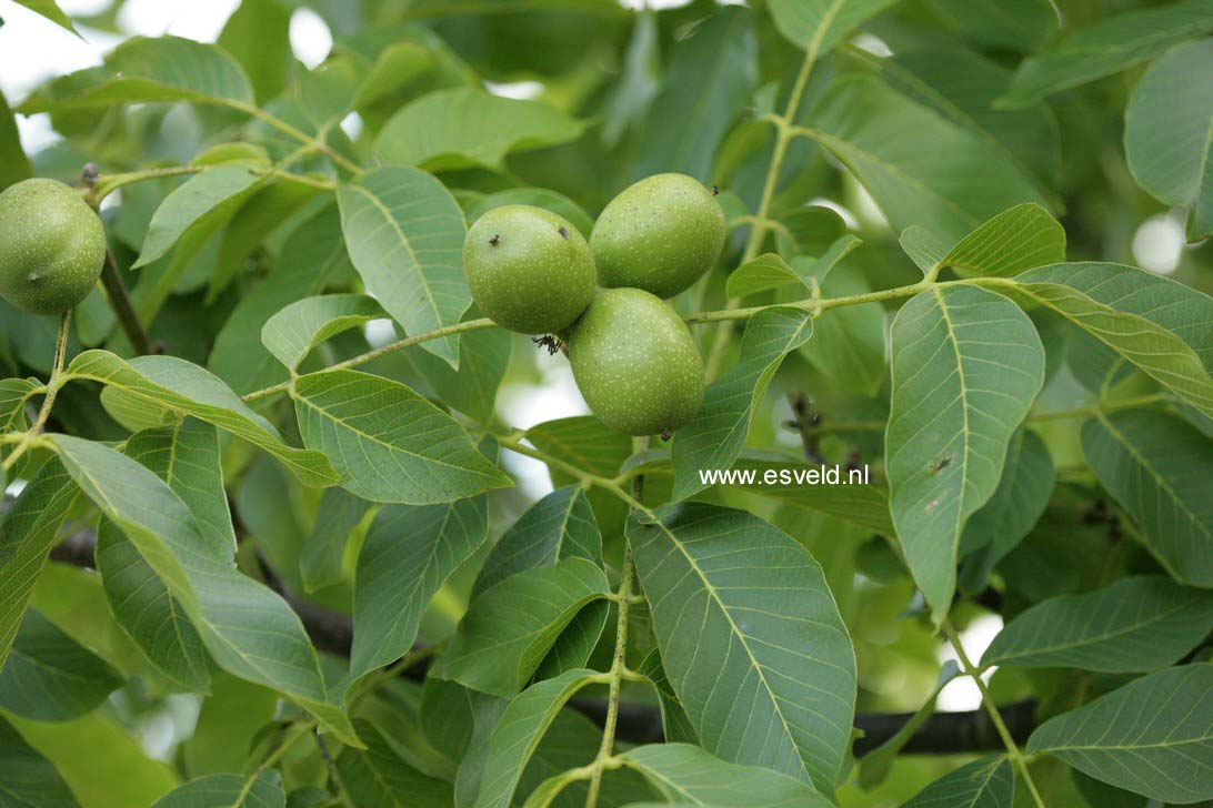 Juglans regia 'Broadview'